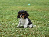 Chiot femelle Cavalier King Charles LOF à vendre