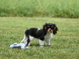 Chiot femelle Cavalier King Charles LOF à vendre