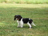 Chiot femelle Cavalier King Charles LOF à vendre