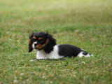 Chiot femelle Cavalier King Charles LOF à vendre