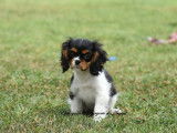 Chiot femelle Cavalier King Charles LOF à vendre