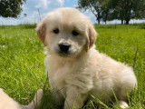 Des chiots Golden Retrievers LOF à acheter