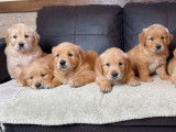 Des chiots Golden Retrievers LOF à acheter