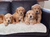 Des chiots Golden Retrievers LOF à acheter