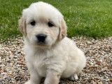Des chiots Golden Retrievers LOF à acheter