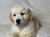 Des chiots Golden Retrievers LOF à acheter
