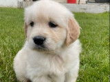 Des chiots Golden Retrievers LOF à acheter