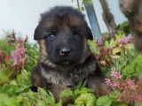3 chiots femelles Bergers Allemands LOF disponibles à la réservation