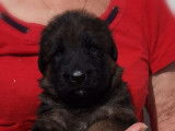 3 chiots femelles Bergers Allemands LOF disponibles à la réservation