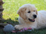 4 chiots Golden Retrievers mâles LOF disponibles à la vente