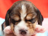8 chiots Beagles LOF disponibles à la réservation
