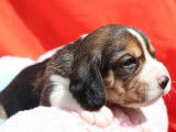 8 chiots Beagles LOF disponibles à la réservation