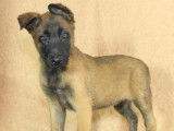 Des chiots Bergers Belges Malinois à vendre (LOF)