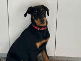 1 chiot Beauceron mâle LOF disponible à la vente
