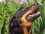 1 chiot Beauceron m&acirc;le LOF disponible &agrave; la vente