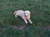 Chiot Golden Retriever LOF femelle à vendre