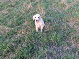 Chiot Golden Retriever LOF femelle à vendre