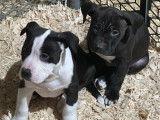 Chiots de type American Bully à vendre (4 femelles & 6 mâles)