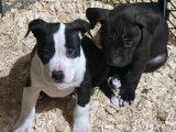 Chiots de type American Bully à vendre (4 femelles & 6 mâles)