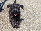 À réserver : chiot Schnauzer nain mâle noir LOF