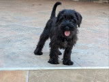 À réserver : chiot Schnauzer nain mâle noir LOF