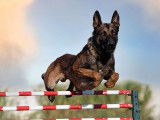 Chiots Bergers Belges Malinois LOF à réserver