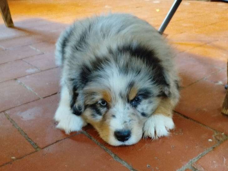 1 chiot Berger Australien mâle LOF à réserver