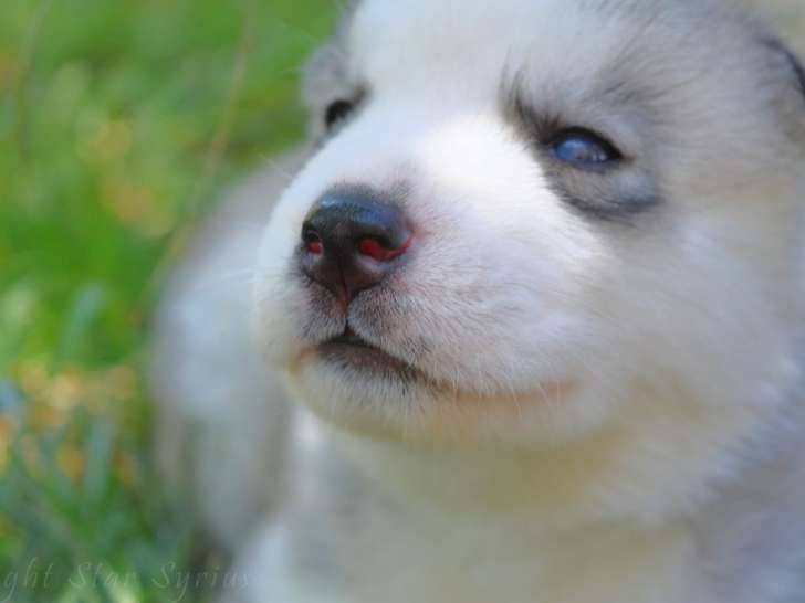 7 chiots Husky Sibérien LOF à réserver
