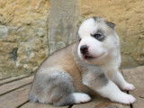 7 chiots Husky Sibérien LOF à réserver