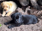 4 chiots Labradors LOF à vendre