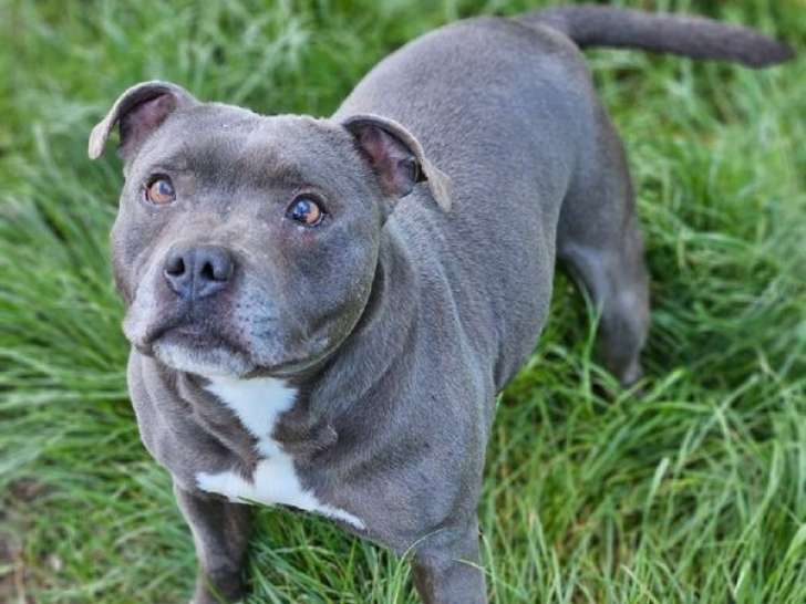 Chienne Staffordshire Bull Terrier LOF de 5 ans à vendre