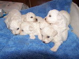 3 chiots Bichons Frisés mâles LOF à vendre