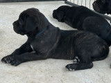 4 chiots Cane Corso LOF, à réserver