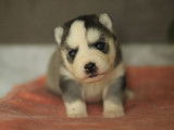 À réserver : un chiot femelle Husky Sibérien LOF
