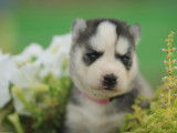 À réserver : un chiot femelle Husky Sibérien LOF