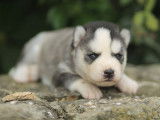 À réserver : un chiot femelle Husky Sibérien LOF