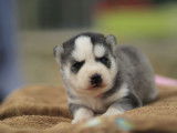 À réserver : un chiot femelle Husky Sibérien LOF