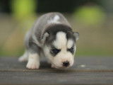 À réserver : un chiot femelle Husky Sibérien LOF