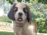 3 chiots femelles Saint-Bernard LOF à vendre