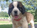 3 chiots femelles Saint-Bernard LOF à vendre