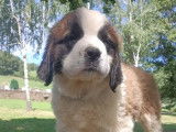 3 chiots femelles Saint-Bernard LOF à vendre