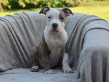 À vendre : chiots American Staffordshire Terrier LOF