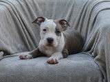 À vendre : chiots American Staffordshire Terrier LOF