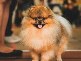Saillie : chien mâle Spitz Poméranien LOF extra nain