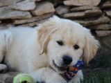 7 chiots Golden Retrievers LOF disponibles à l’achat