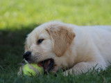 7 chiots Golden Retrievers LOF disponibles à l’achat