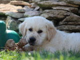 7 chiots Golden Retrievers LOF disponibles à l’achat