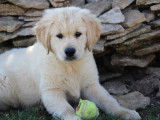 7 chiots Golden Retrievers LOF disponibles à l’achat