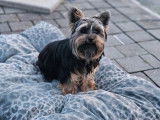 Mâle Yorkshire toy disponible pour saillie