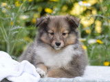 7 chiots Berger des Shetland LOF disponibles à la vente